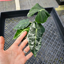 Load image into Gallery viewer, Alocasia Frydek, Exact Plant Variegated 2 top plant Ships Nationwide
