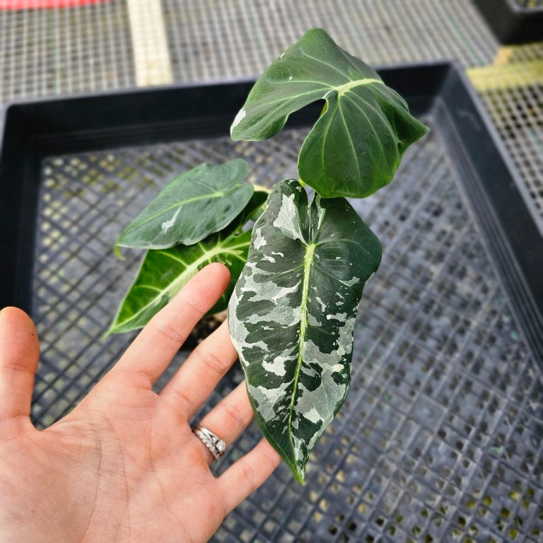 Alocasia Frydek, Exact Plant Variegated 2 top plant Ships Nationwide