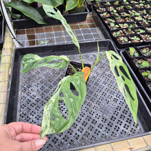 Load image into Gallery viewer, Monstera Adansonii Mint &quot;Indonesia&quot;, Exact Plant Variegated Ships Nationwide
