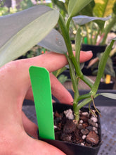 Load image into Gallery viewer, Philodendron Hastatum Silver Sword, Exact Plant Variegated Ships Nationwide
