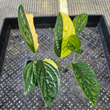 Load image into Gallery viewer, Monstera Peru &quot;Karstenianum&quot;, Exact Plant Variegated Ships Nationwide
