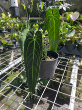 Load image into Gallery viewer, Anthurium Warocqueanum, Queen exact plant, Fedex 2day*
