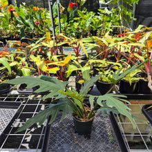 Load image into Gallery viewer, Philodendron Orchid Jungle, Exact Plant Ships Nationwide
