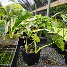 Load image into Gallery viewer, Alocasia Frydek, Exact Plant Variegated Multi plant
