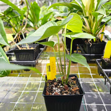Load image into Gallery viewer, Anthurium Macrolobium, Exact Plant Ships Nationwide
