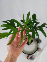 Load image into Gallery viewer, Philodendron Quercifolium, Exact Plant Ships Nationwide
