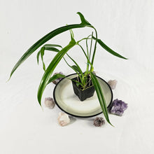 Load image into Gallery viewer, Philodendron Holtonianum, Exact Plant Ships Nationwide
