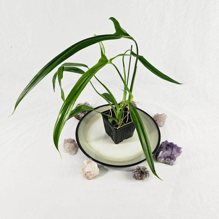 Philodendron Holtonianum, Exact Plant Ships Nationwide