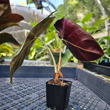 Load image into Gallery viewer, Alocasia Grandis, Exact Plant 2.5&#39;&#39; pot
