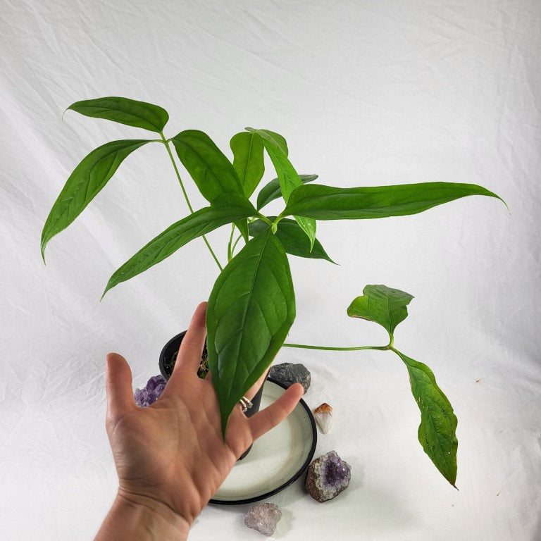 Anthurium Clavigerum , Exact Plant