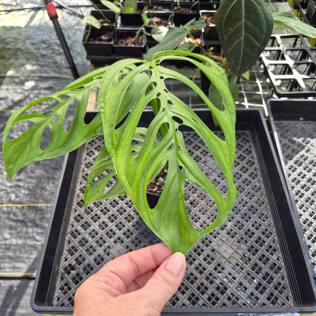 Monstera Esqueleto, Exact Plant Ships Nationwide