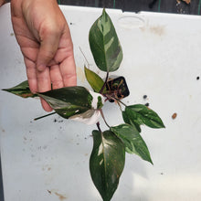Load image into Gallery viewer, Philodendron Red Anderson, Exact Plant Ships Nationwide
