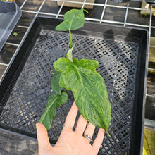 Load image into Gallery viewer, Philodendron Minarum 'Lime Fiddle' 2.5" pot, Fedex 2day*
