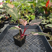 Load image into Gallery viewer, Philodendron Pink Princess Galaxy, Exact Plant Variegated Ships Nationwide
