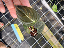 Load image into Gallery viewer, Philodendron Melanochrysum, Exact Plant Variegated Ships Nationwide
