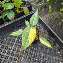 Load image into Gallery viewer, Philodendron Gloriosum variegated type 2, 2.5" pot, Fedex 2day*
