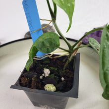 Load image into Gallery viewer, Anthurium Sp. Limon, Exact Plant Ships Nationwide
