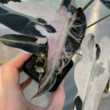 Load image into Gallery viewer, Alocasia Bambino Arrow Pink variegated exact plant, Fedex 2day*
