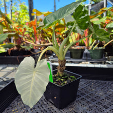 Load image into Gallery viewer, Alocasia Odora, Okinawa Silver, Exact Plant Variegated Ships Nationwide
