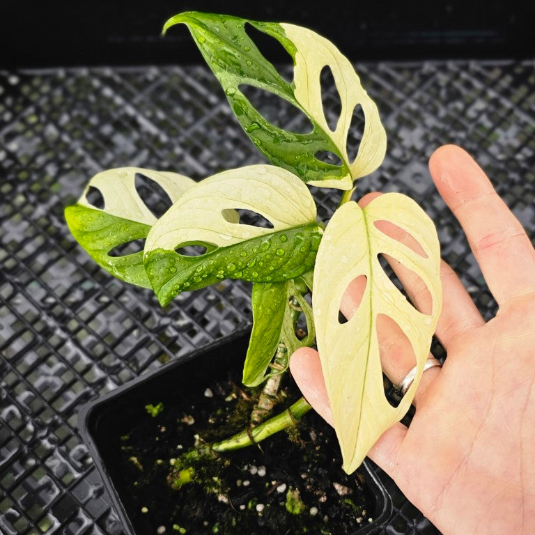 Monstera Adansonii Albo Tricolor, Exact Plant Variegated