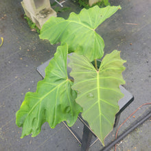 Load image into Gallery viewer, Philodendron Corsinianum, Exact Plant Ships Nationwide

