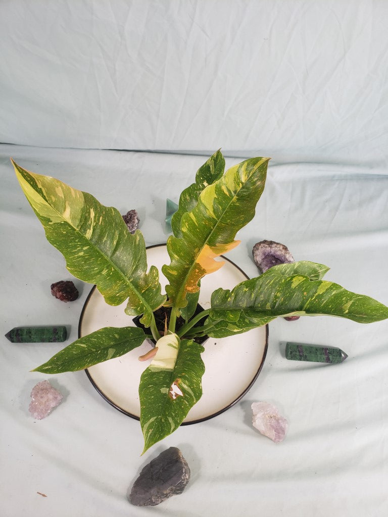 Ring of Fire, Exact Plant, var. Philodendron