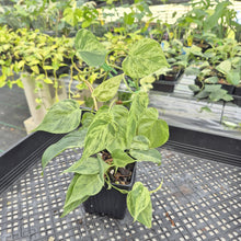 Load image into Gallery viewer, Philodendron Hederaceum, Heart Leaf Variegated exact plant, Fedex 2day*
