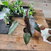 Load image into Gallery viewer, Philodendron Majesty 6" pot, Fedex 2day
