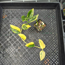 Load image into Gallery viewer, Monstera Standleyana Aurea, Exact Plant Variegated Ships Nationwide
