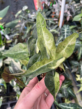 Load image into Gallery viewer, Alocasia Polly Aurea variegated 2.5" pot, Fedex 2day*
