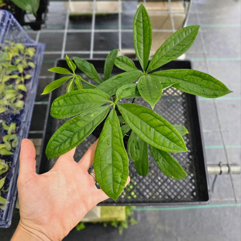 Anthurium Pentaphyllum, Exact Plant Ships Nationwide