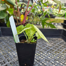 Load image into Gallery viewer, Alocasia Ninja Tricolor Splash, Black Velvet Variegated 2.5&quot; Pot, Fedex 2 day*
