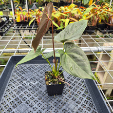 Load image into Gallery viewer, Anthurium Moodeanum, Exact Plant Ships Nationwide
