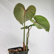 Load image into Gallery viewer, Philodendron Gloriosum, Pink Veined Back, Exact Plant Sport-variegated
