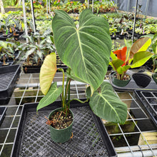 Load image into Gallery viewer, Philodendron Gloriosum, Pink Veined Back exact plant, Fedex 2day
