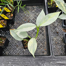 Load image into Gallery viewer, Philodendron Hastatum Silver Sword, Exact Plant Variegated Ships Nationwide
