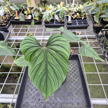 Load image into Gallery viewer, Philodendron Plowmanii exact plant, Fedex 2day*
