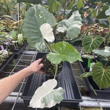 Load image into Gallery viewer, Alocasia Odora, Okinawa Silver Variegated exact plant, Fedex 2day*
