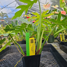 Load image into Gallery viewer, Philodendron Radiatum, Exact Plant Variegated Ships Nationwide
