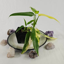 Load image into Gallery viewer, Philodendron Domesticum, Exact Plant Variegated Ships Nationwide
