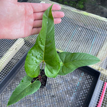 Load image into Gallery viewer, Anthurium Cupulispathum X Pedatum , Exact Plant Ships Nationwide
