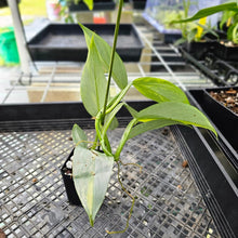 Load image into Gallery viewer, Philodendron Hastatum Silver Sword, Exact Plant Variegated Ships Nationwide

