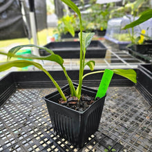 Load image into Gallery viewer, Epipremnum Amplissimum, Exact Plant Variegated Ships Nationwide

