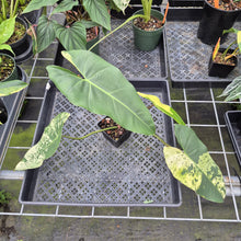 Load image into Gallery viewer, Philodendron Ilsemanii Variegated exact plant, Fedex 2day*
