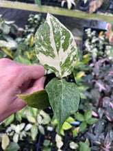 Load image into Gallery viewer, Zamioculcas Zamiifolia Wild Form ZZ Variegated 2.5" pot, Fedex 2day*
