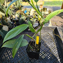 Load image into Gallery viewer, Philodendron Panduriforme, Exact Plant Ships Nationwide
