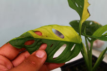 Load image into Gallery viewer, Variegated Monstera Adansonii Albo Exact Plant Ships nationwide
