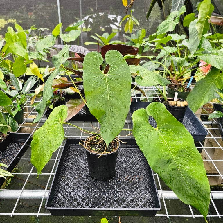 Anthurium Dolichostachyum , Exact Plant X-Large