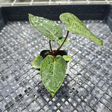 Load image into Gallery viewer, Anthurium Ace Of Spades X Papillilaminum, Exact Plant Ships Nationwide
