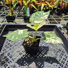 Load image into Gallery viewer, Alocasia Odora, Okinawa Silver Variegated exact plant, Fedex 2day*
